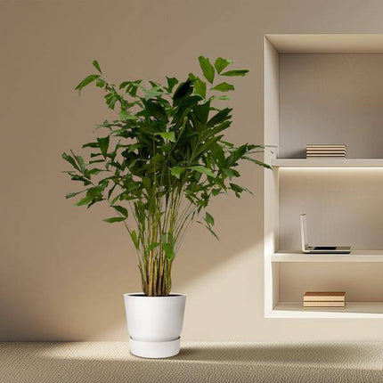 Caryota Mitis – Fischschwanzpalme – Zimmerpflanze ↕210cm – Ø40cm – Tropische Rarität mit gefiederten Blättern – XXL Palme für Zimmer & Büro