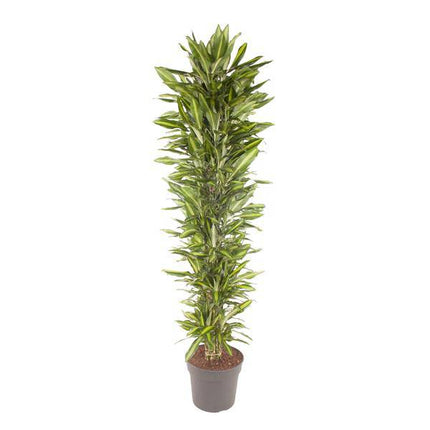 Drachenbaum – Dracaena Cintho 210cm – Ø40cm – XXL Zimmerpflanze mit zweifarbig grünen Blättern – Pflegeleichte Grünpflanze für Wohnzimmer, Büro & Wintergarten