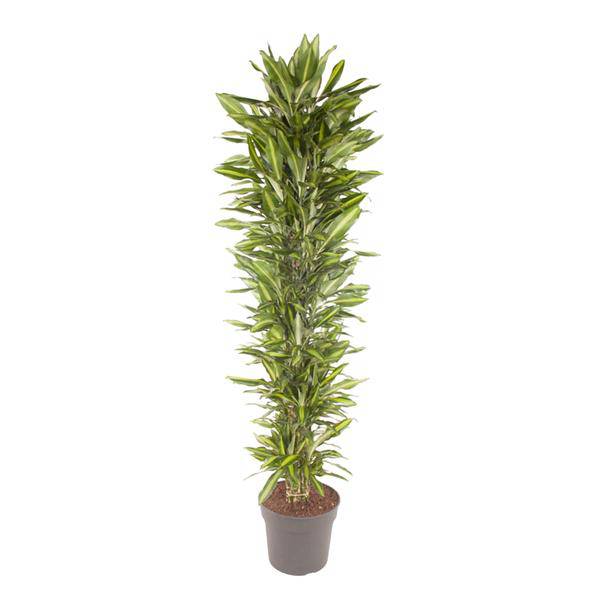 Drachenbaum – Dracaena Cintho 210cm – Ø40cm – XXL Zimmerpflanze mit zweifarbig grünen Blättern – Pflegeleichte Grünpflanze für Wohnzimmer, Büro & Wintergarten