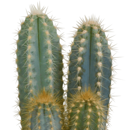 Kakteen Mix – 3 Pflanzen– Ø10,5cm Zimmerpflanzen – Verschiedene Kakteen im Mix – Pflegeleichte Sukkulenten für Fensterbank, Büro & Wohnzimmer