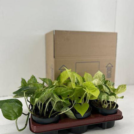 Efeutute – Epipremnum Mix – 6 Pflanzen – Ø12cm – Höhe ca. 15cm – Pflegeleichte Zimmerpflanzen – Rank