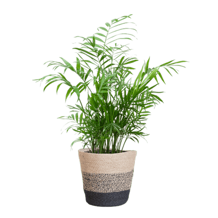 Chamadorea Elegans Mexikanische Bergpalme – Zimmerpflanze ca. 55cm – Ø17cm – Im nachhaltigen Pflanzkorb Lissabon Schwarz – Federleichte, pflegeleichte Zimmerpalme