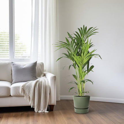Kentiapalme Howea Forsteriana – Ø21cm – ↕130cm – Pflegeleichte Zimmerpalme mit luftreinigender Wirkung – Tropische Grünpflanze für Wohnzimmer, Büro & Wintergarten
