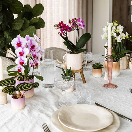 Gradience Übertopf Rosa – Ø6cm – Blumentopf mit Farbverlauf – Glänzender Keramiktopf für Sukkulenten & Mini – Orchideen