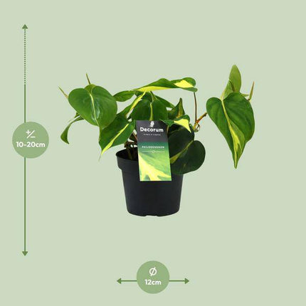 Baumfreund – Philodendron Brasil Scandens – Zimmerpflanze – Ø12cm – ca. 20cm hoch – pflegeleichte Kletterpflanze für Wohnung, Büro & Innenräume