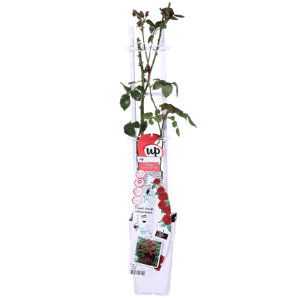 Rose – Crazy in Love 'Rot' – 3 Pflanzen – Ø15cm – Höhe ca. 65cm – Duftende & reich blühende Gartenrose – Romantische Rosenpflanzen für Beet, Terrasse & Balkon