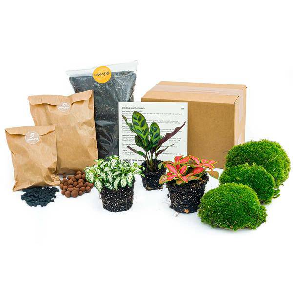 Flaschengarten Set – Calathea Lancifolia – DIY Terrarium Starter-Kit & Nachfüllpack – Mini-Ökosystem mit Fittonia & Blumenzwiebeln – Inkl. Anleitung & Zubehör