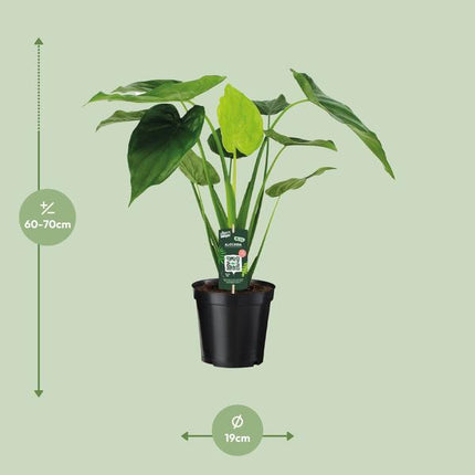 Alocasia Cucullata – Elefantenohr – Ø19cm x H55cm – Tropische Zimmerpflanze mit großen grünen Blättern – Pflegeleicht & dekorativ – Für indirektes Licht