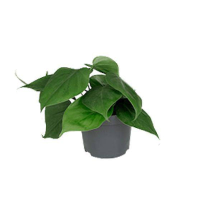 Philodendron Scandens – Baumfreund – Zimmerpflanze – Ø12cm – ↕15–20cm Höhe – Pflegeleicht – Luftreinigend – Halbschatten – Grünpflanze für Zuhause & Büro