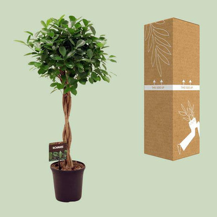 Chinesische Feige – Ficus Microcarpa Moclame – Ø23cm – ↕110cm – Elegante Zimmerpflanze mit dichtem, grünem Laub – Pflegeleichter Ficus für Wohnzimmer, Büro & Wintergarten