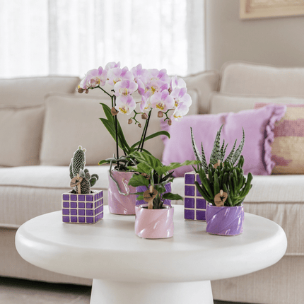 Calathea – Korbmarante – Zimmerpflanze Ø6cm – Luftreinigende tropische Blattschmuckpflanze mit auffälligem Blattmuster