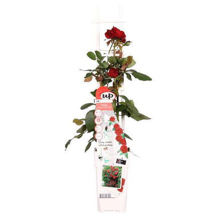 Rose Crazy in Love Red Rote Edelrose Ø15cm ↕65cm – hochwertiges Produkt für Pflanzen, Garten, Zuhause, Dekoration & moderne Einrichtung