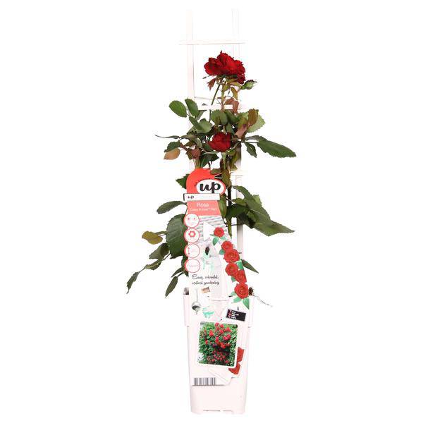 Rose Crazy in Love Red Rote Edelrose Ø15cm ↕65cm – hochwertiges Produkt für Pflanzen, Garten, Zuhause, Dekoration & moderne Einrichtung
