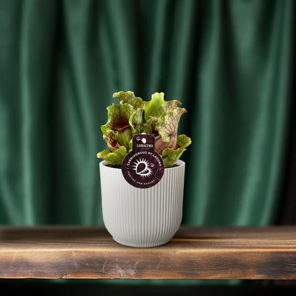 Schlauchpflanze Sarracenia – Fleischtfressende Zimmerpflanze Ø12 cm – ca. 20 cm hoch – Exotisches Design – Luftreinigend & pflegeleicht