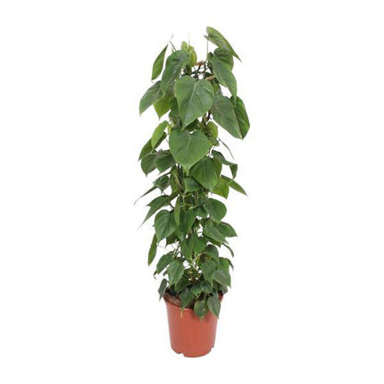 Baumfreund – Philodendron Scandens – Zimmerpflanze – Ø24cm – ↕120cm – herzförmige Blätter – pflegeleichte Kletterpflanze & Luftreiniger – tropische Hängepflanze für Zuhause & Büro