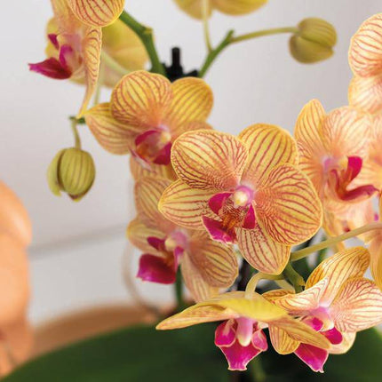 Phalaenopsis Orchidee Orange mit Grünpflanze im Candy Ziertopf auf weißem Bio-Tablett – Zimmerpflanzen Set – Geschenkidee – Dekoration