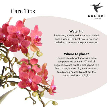 Rote Phalaenopsis-Orchidee Kongo – Blühende Zimmerpflanze – Ø9cm – 2–3 kräftige Zweige – Multiflora-Blüten – Perfekt für Couchtisch & Deko