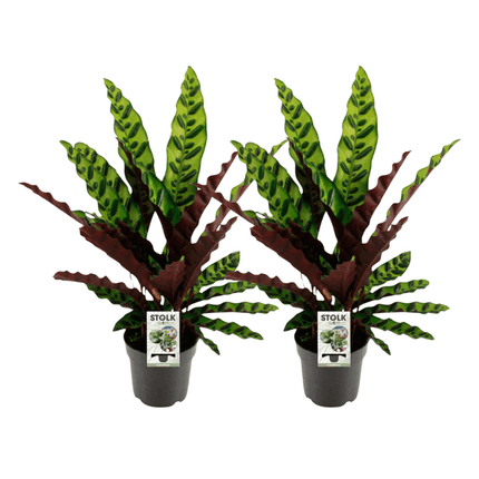 Calathea Lancifolia Insignis – Lanzenblättrige Korbmarante – 2 Zimmerpflanzen Ø14cm – ca. 45cm hoch – 2er Set – Exotische Blattschmuckpflanze mit gemusterten Blättern – Für Wohnzimmer, Schlafzimmer & Büro