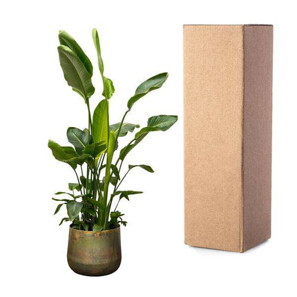 Strelitzia Nicolai – Baumstrelitzie – Zimmerpflanze 250cm – Ø40cm – Weißer Paradiesvogel mit großen grünen Blättern – Exotische tropische Kübelpflanze – Für helle Innenräume & geschützte Außenbereiche