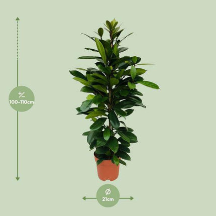 Afrikanischer Feigenbaum Ficus Cyathistipula – Zimmerpflanze – Ø21cm – 105cm Höhe – luftreinigend – pflegeleicht – exotisches Blattgrün