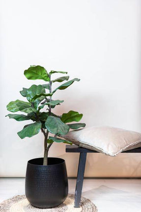 Kunstpflanze Ficus Lyrata – Geigen-Feige – 90cm – Hochwertige künstliche Pflanze mit großen naturgetreuen Blättern – Immergrüne Dekopflanze für Wohnzimmer, Büro & Innenräume – Pflegefrei & langlebig
