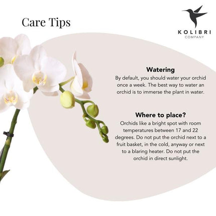 Phalaenopsis Orchidee Weiß – Amabilis – Ø9cm x H40cm – Le Chic Deko – Topf Silber – Blühende Zimmerpflanze mit 2-3 Zweigen