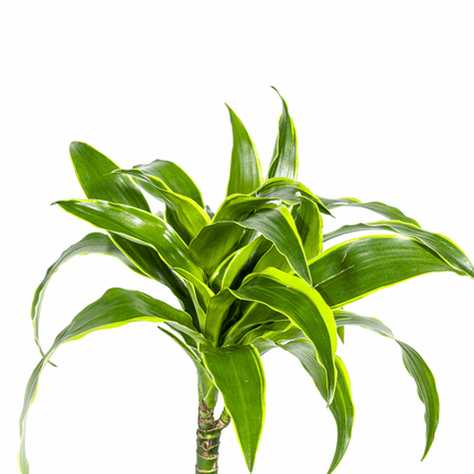 Dracaena deremensis ‘Dorado’ – Drachenbaum – Zimmerpflanze Ø19cm – 70–90cm hoch – Pflegeleichte Grünpflanze mit dunkelgrünen Blättern & gelbem Rand – Luftreinigend