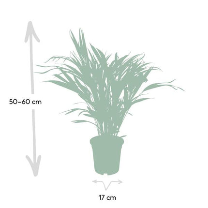 Goldfruchtpalme – Dypsis Lutescens – Areca Palme – Zimmerpflanze – Ø17cm ↕60cm – Luftreinigend – Tropisches Flair – Pflegeleicht – Halbschatten