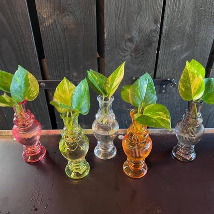 Zimmerpflanzen Mix – 6 Pflanzen – Ø7 cm – ca. 20 cm hoch – Hydroponisch im Venedig Glas – Pflegeleicht & dekorativ