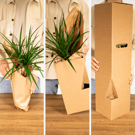 Überraschungsbox Zimmerpflanzen Ø12cm ↕25cm – pflegeleichtes Pflanzen Set für Urban Jungle, Fensterbank, Wohnzimmer & Büro