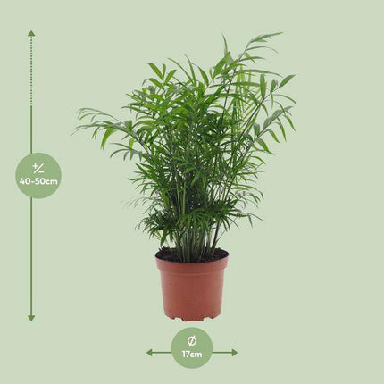Mexikanische Bergpalme – Chamaedorea Elegans – Zimmerpflanze – Ø17cm – ↕50cm – pflegeleichte Palme mit luftreinigenden Eigenschaften
