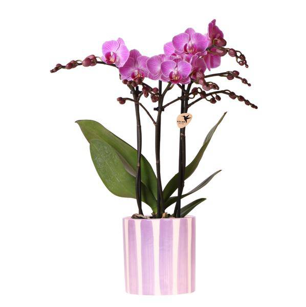 Phalaenopsis Orchidee Vienna – Lila – inkl. Painted Stripe Topf Lilac Ø9cm – Blühende Zimmerpflanze mit 2–3 Stielen – Edle Deko-Orchidee für Wohnzimmer, Schlafzimmer & Büro – Perfektes Geschenk im Design-Topf
