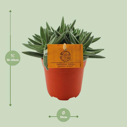 Sukkulente – Crassula Tenelli – Jade-Pflanze – Ø11cm – ca. 15cm hoch – dekorative Zimmerpflanze mit fleischigen Blättern – pflegeleicht & robust