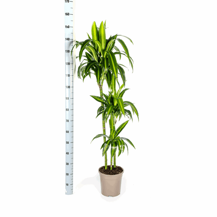 Dracaena Deremensis Hawaiian Sunshine – Drachenbaum – Ø24cm – ↕130-150cm – Tropische Zimmerpflanze mit gelb-grünen Blättern – Pflegeleicht & luftreinigend
