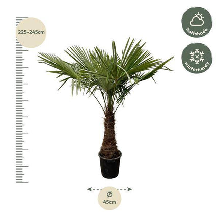 Hanfpalme – Trachycarpus 240cm – Ø45cm – XXL-Palme mit fächerförmigen Blättern – Immergrüne Kübelpflanze für Garten, Terrasse, Wintergarten & Wohnzimmer – Pflegeleicht