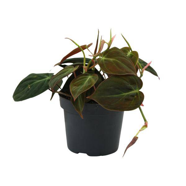 Baumfreund – Philodendron Micans – Zimmerpflanze – Ø12cm – ca. 15cm hoch – pflegeleichte Herzblatt-Kletterpflanze für Wohnung, Büro & Innenräume