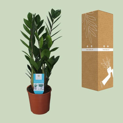 Glücksfeder Zamioculcas Zamiifolia Zimmerpflanze Ø14cm ↕55cm – pflegeleichte Grünpflanze für Wohnzimmer, Büro & helle Standorte kaufen