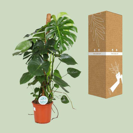 Köstliches Fensterblatt – Monstera Deliciosa – Zimmerpflanze – Ø24cm – ↕105cm – Tropische Grünpflanze mit großen dekorativen Blättern