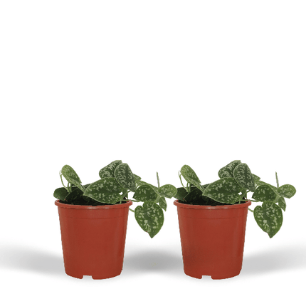 Efeutute Scindapsus Pictus Epipremnum Zimmerpflanze Ø12cm ↕15cm – pflegeleichte Grünpflanze für Wohnzimmer, Büro & helle Standorte kaufen