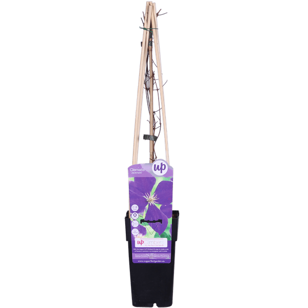 Waldrebe Clematis Jackmanii Kletterpflanze Ø15cm ↕65cm – winterharte Pflanze für Garten, Balkon, Terrasse, Kübel & Beet online kaufen