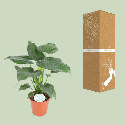 Elefantenohr Alocasia Cucullata Zimmerpflanze Ø21cm ↕80cm – pflegeleichte Grünpflanze für Wohnzimmer, Büro & helle Standorte kaufen