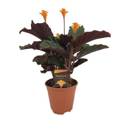 Safran-Korbmarante – Calathea Crocata – Ø14cm – ca. 40cm hoch – Exotische Zimmerpflanze mit auffälligem Blattmuster – Pflegeleichte Pflanze für Wohnzimmer, Büro & Schlafzimmer