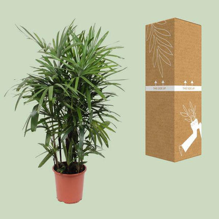 Steckenpalme – Rhapis excelsa – Lady Palm – Ø27cm – Höhe ca. 120cm – Pflegeleichte Zimmerpalme – Luftreinigende tropische Pflanze für Innenräume