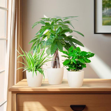 Tierfreundliches Pflanzset – Ungiftige Zimmerpflanzen für Katzen & Hunde – 3 Pflanzen Ø12cm – Inkl. Viber Weiß Topf aus Biokunststoff – Pachira, Grünlilie & Coffea – Ideal für Kinder & Haustiere (Plant) kaufen bei Linkreich – Jetzt entdecken!