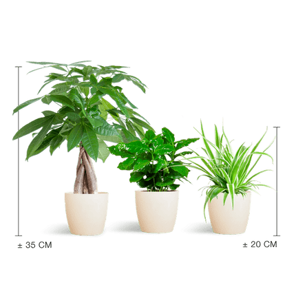 Tierfreundliches Pflanzset – Ungiftige Zimmerpflanzen für Katzen & Hunde – 3 Pflanzen Ø12cm – Inkl. Viber Weiß Topf aus Biokunststoff – Pachira, Grünlilie & Coffea – Ideal für Kinder & Haustiere (Plant) kaufen bei Linkreich – Jetzt entdecken!