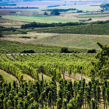 SEO. Tokaj Furmint Középhegy 2018 - Weißwein trocken aus Ungarn - Linkreich
