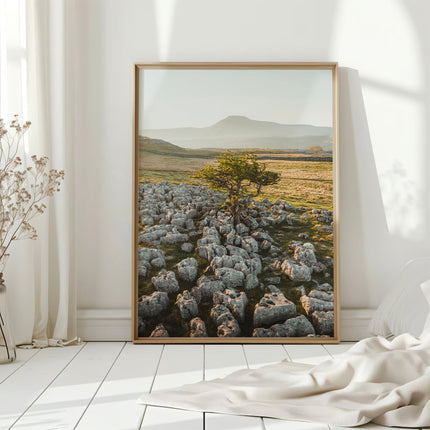Lone Tree, Ingleborough – Yorkshire Dales Wall Art Print