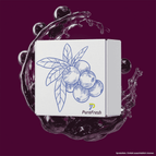 Schwarze Johannisbeere/Cassis