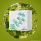 Waldmeister