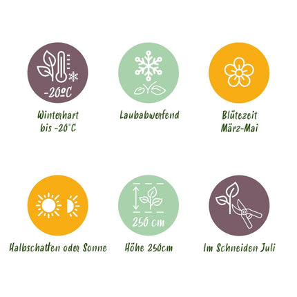 Tulpen - Magnolie Magnolia Soulangiana – Strauch/Baum – Blüten Hellrosa – Frühjahrsblüher – Pflegeleicht – 17cm Höhe 45cm – Für Garten & Terrasse (Plant) kaufen bei Linkreich – Jetzt entdecken!